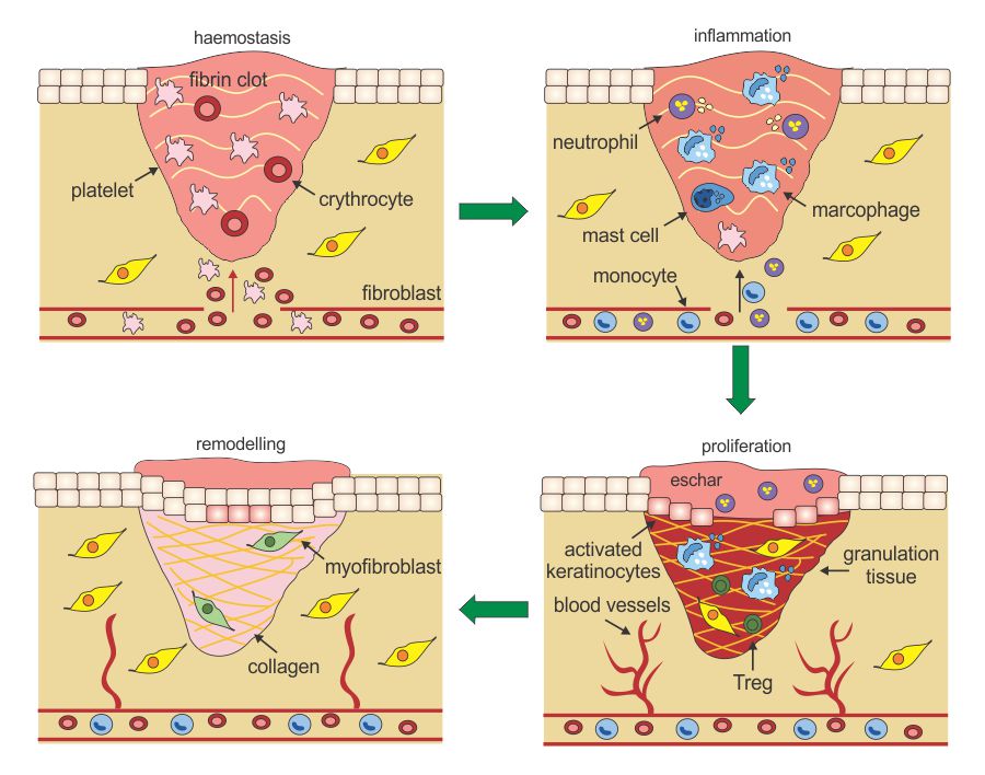 Studies done using Sanat Centella: